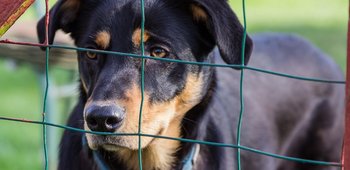 Fourrière Refuge pour animaux